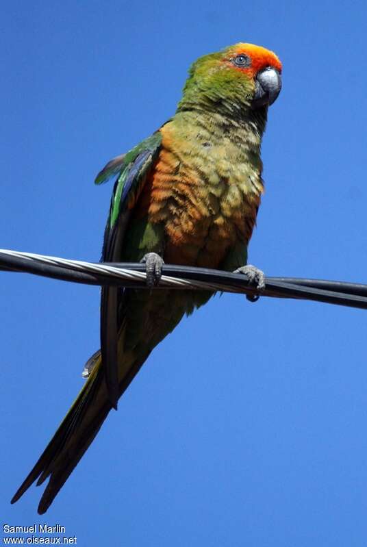 Conure à tête d'oradulte