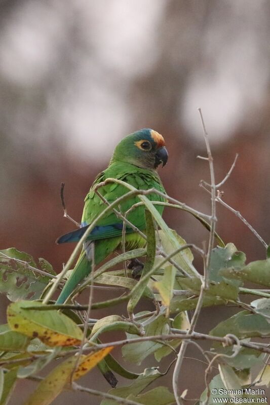 Conure couronnéeadulte