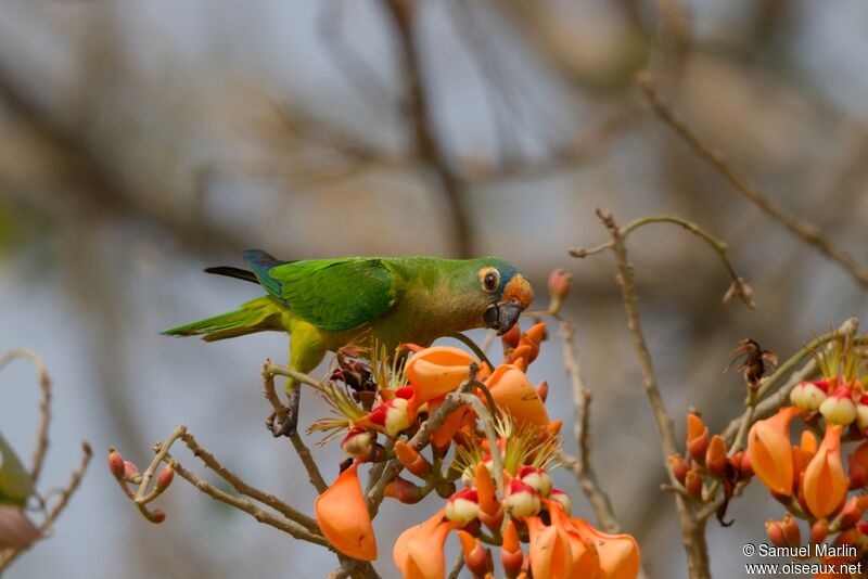 Conure couronnéeadulte