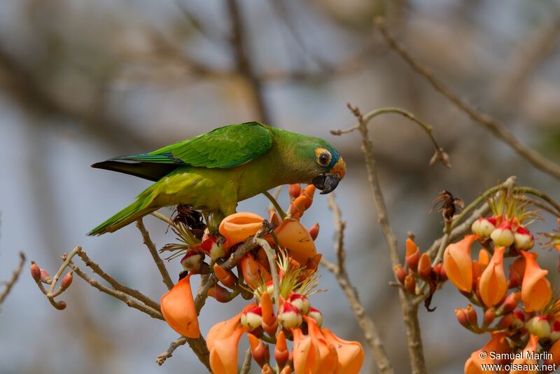 Conure couronnéeadulte