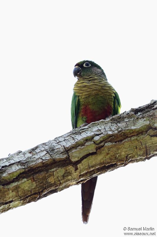 Maroon-bellied Parakeet