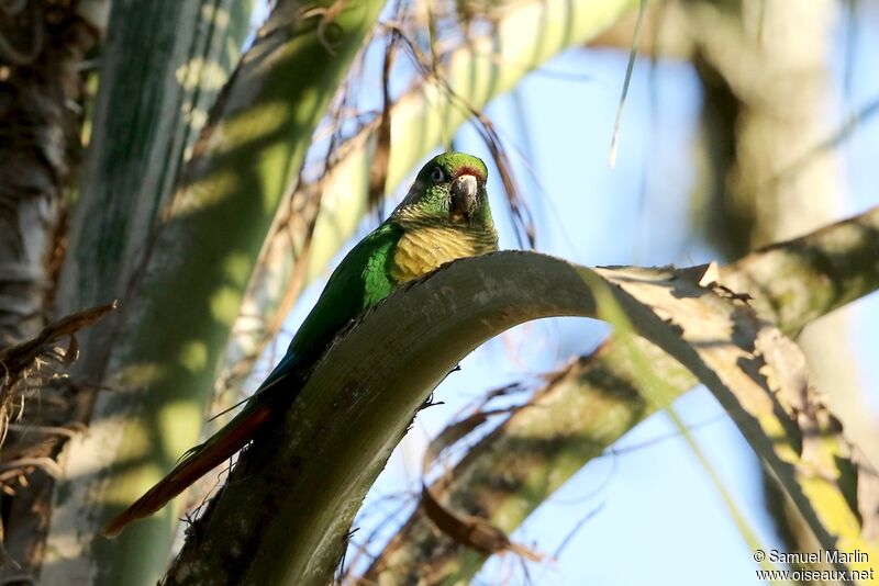 Maroon-bellied Parakeetadult