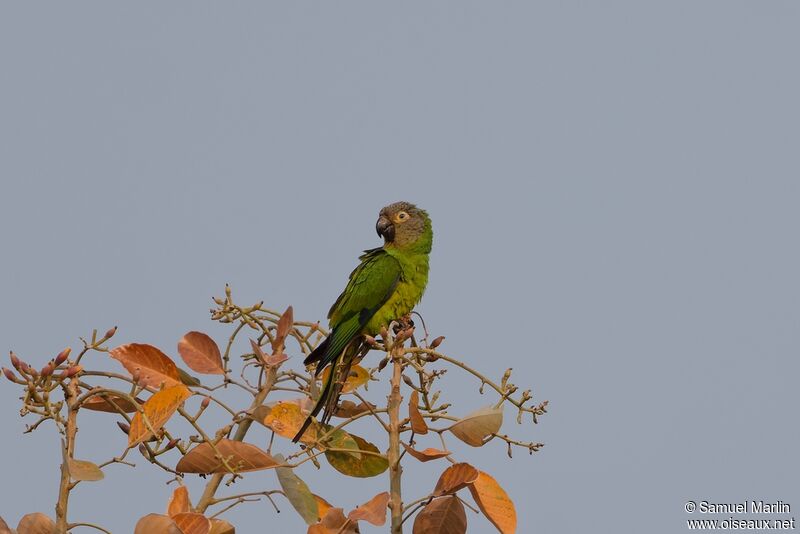 Dusky-headed Parakeetadult