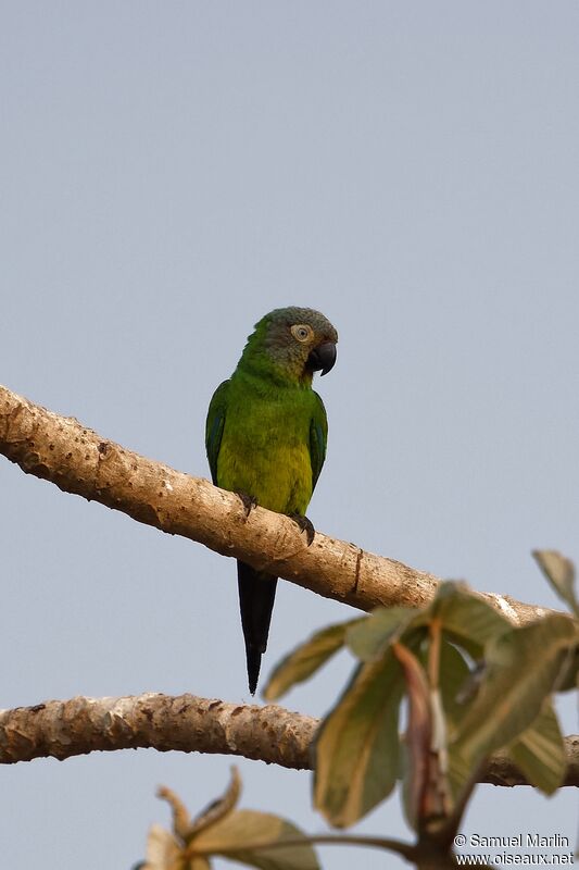 Dusky-headed Parakeetadult