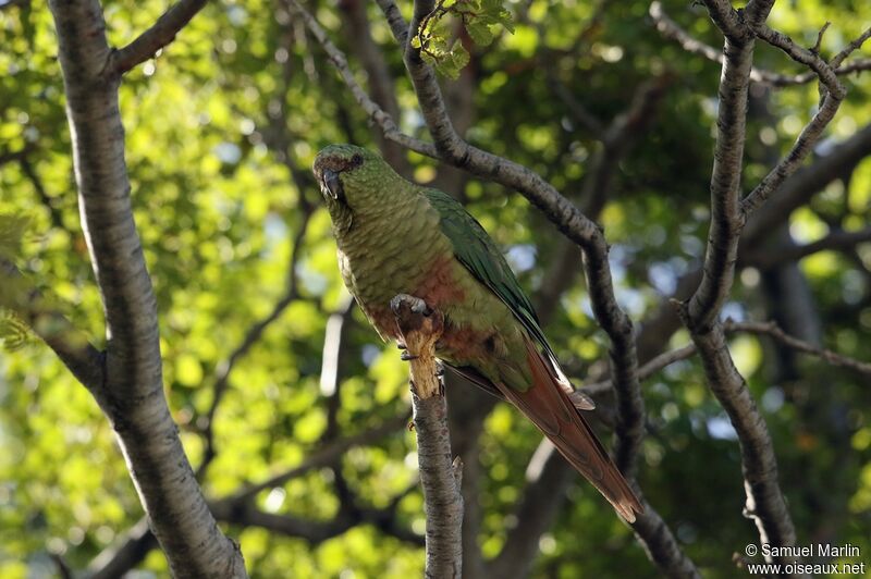 Conure magellaniqueadulte