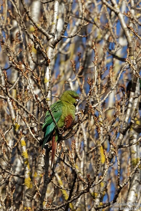 Conure magellaniqueadulte