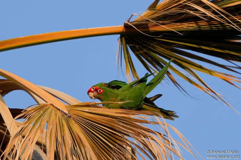 Conure mitréeadulte, accouplement.