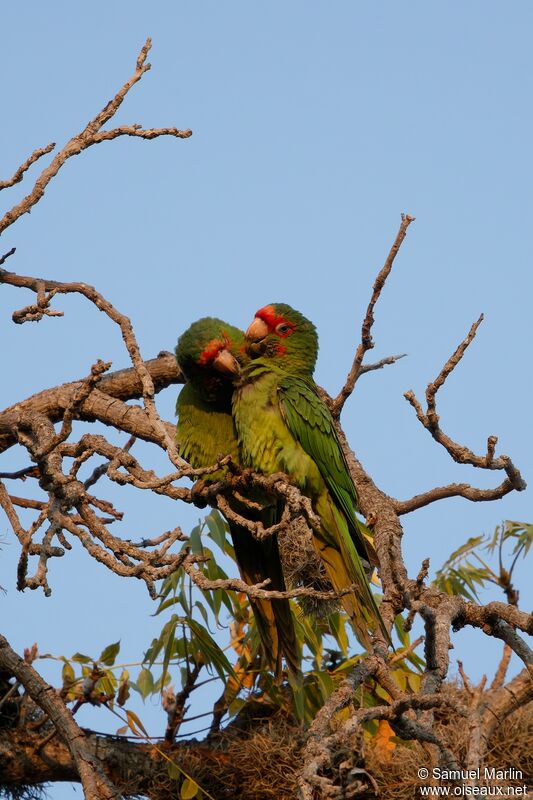 Conure mitréeadulte