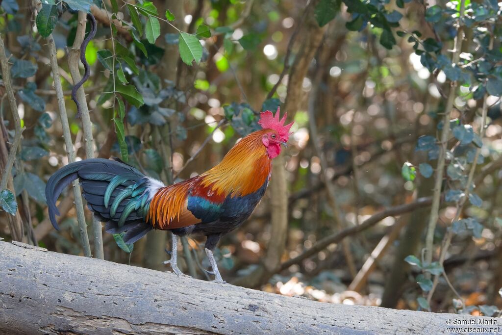 Coq bankiva mâle adulte