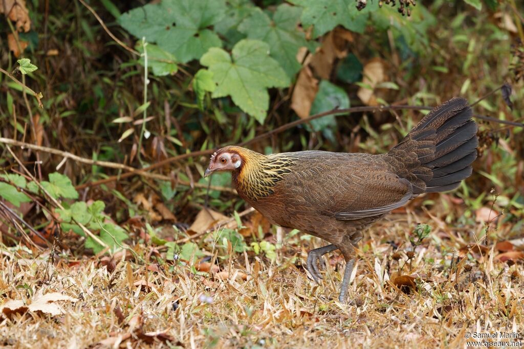 Red Junglefowl