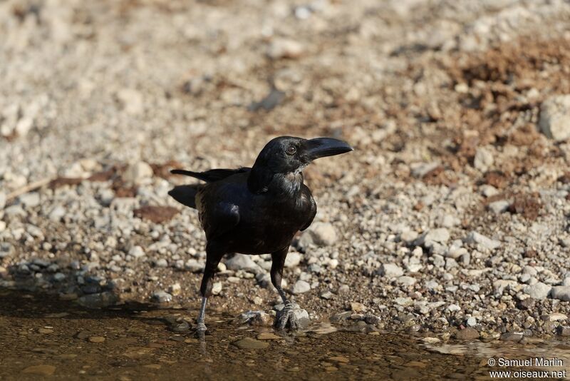 Corbeau indienadulte