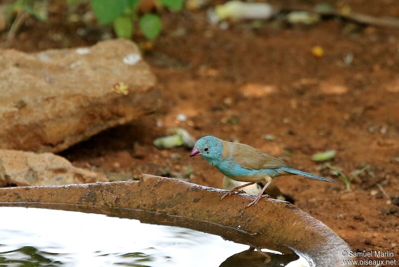 Cordonbleu cyanocéphaleadulte