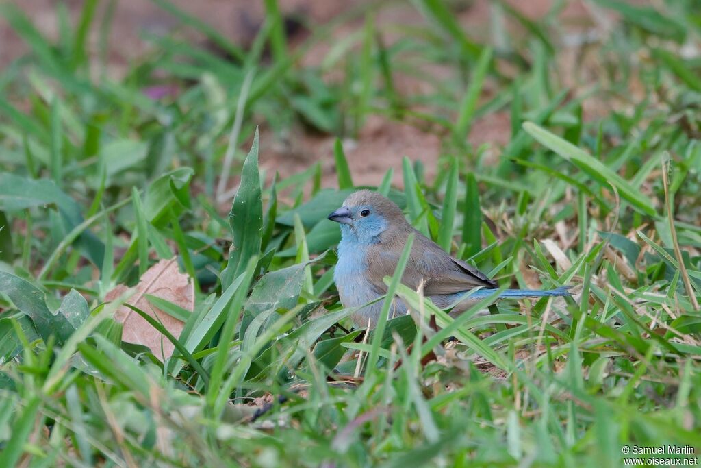 Cordonbleu de l'Angola