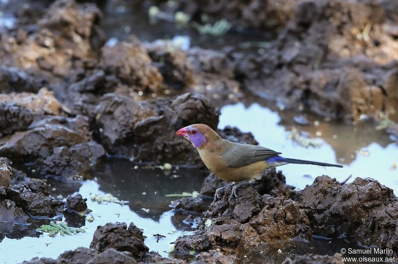 Violet-eared Waxbill