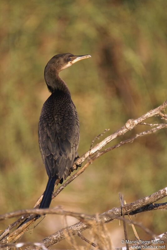 Reed Cormorantadult