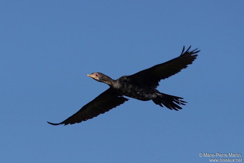 Reed Cormorantadult, Flight