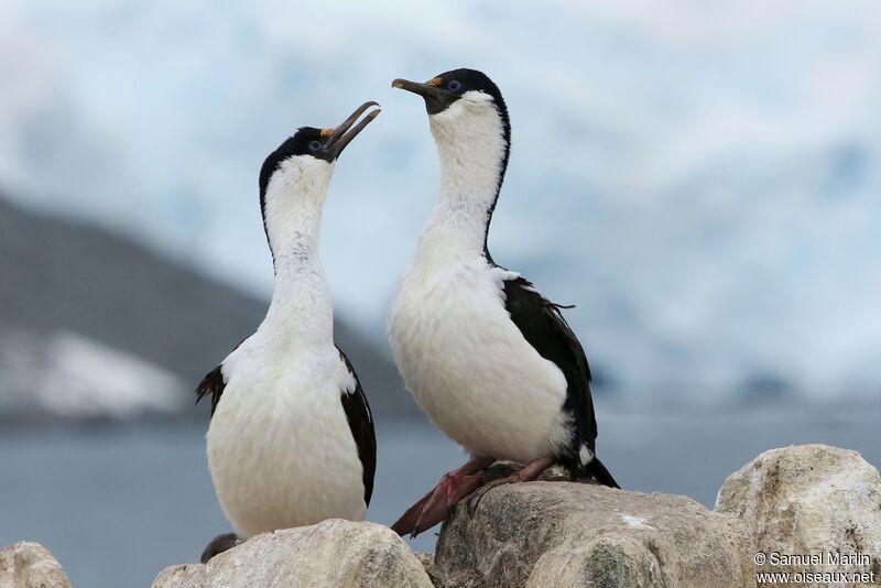 Cormoran antarctiqueadulte nuptial, parade