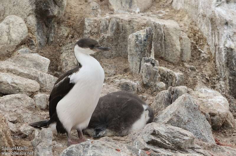 Antarctic Shagjuvenile