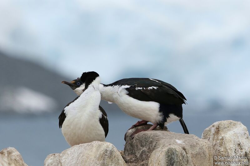 Cormoran antarctiqueadulte nuptial, parade