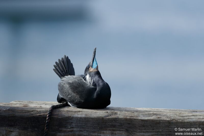 Cormoran de Brandt femelle adulte, parade