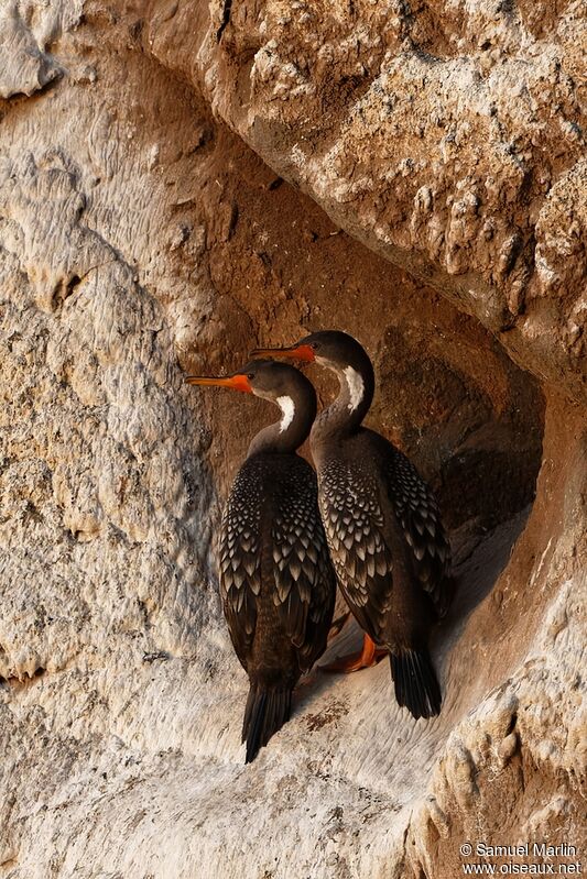 Cormoran de Gaimardadulte