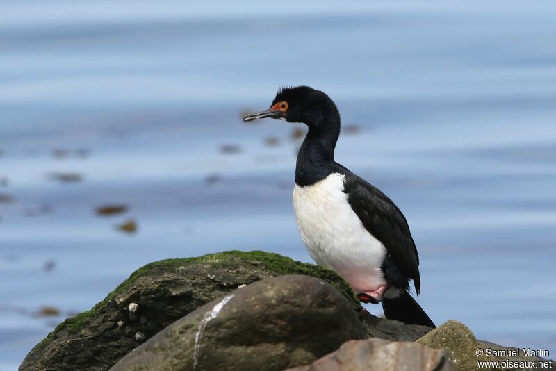 Cormoran de Magellanadulte