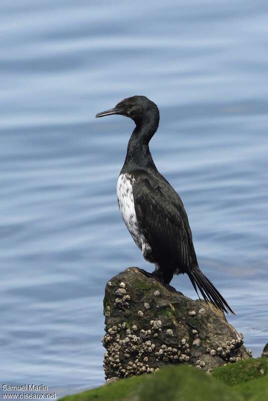 Cormoran de Magellanjuvénile, identification