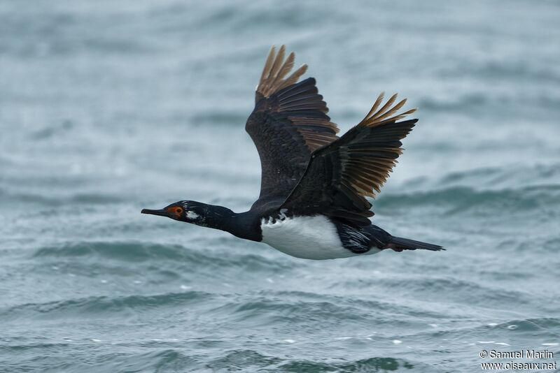 Cormoran de Magellanadulte, Vol