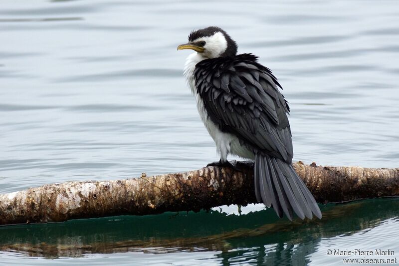 Little Pied Cormorant