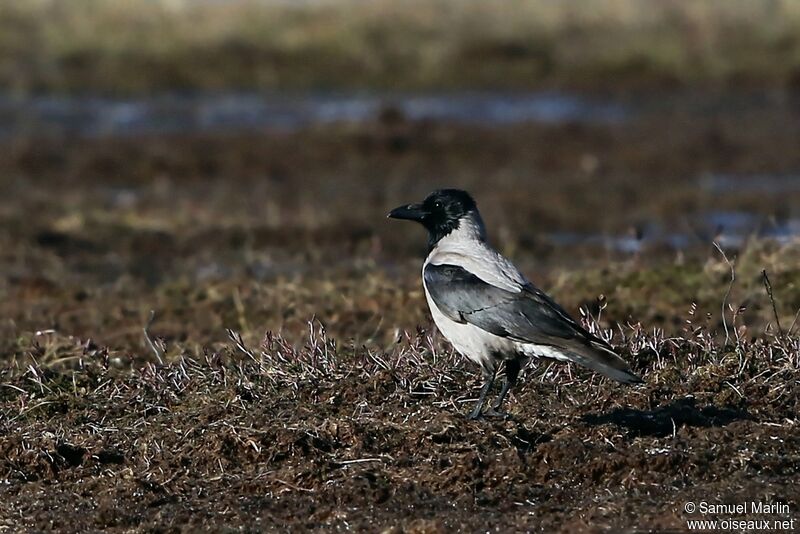 Hooded Crowadult