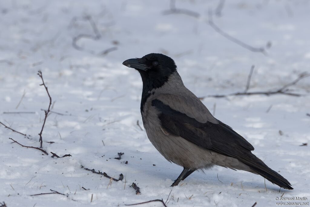 Corneille manteléeadulte