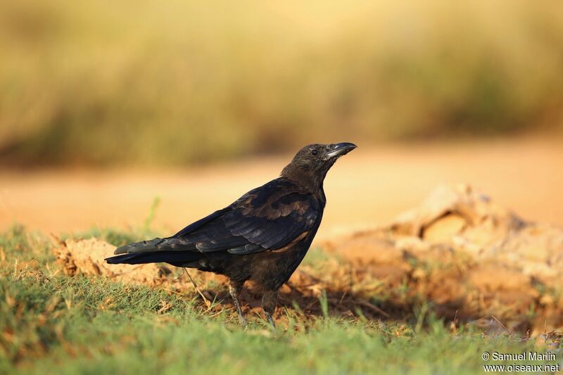 Carrion Crowadult