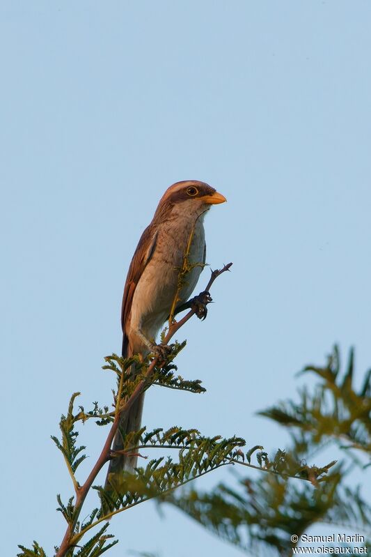 Yellow-billed Shrikeadult