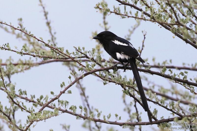 Magpie Shrikeadult