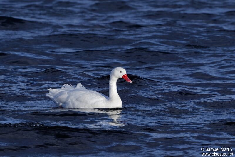 Coscoroba Swanadult