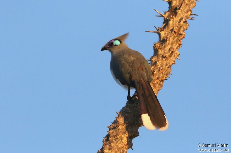 Coua huppéadulte