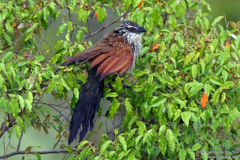 Coucal à sourcils blancs