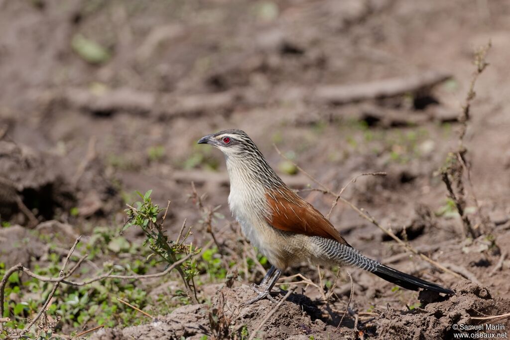 Coucal à sourcils blancsadulte