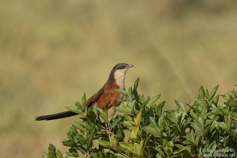 Coucal du Sénégal