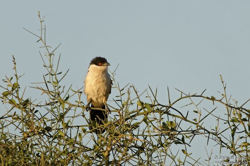 Coucal du Sénégaladulte