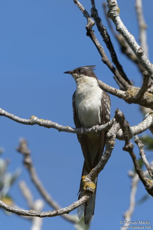 Great Spotted Cuckooadult