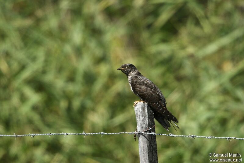 Common Cuckooadult