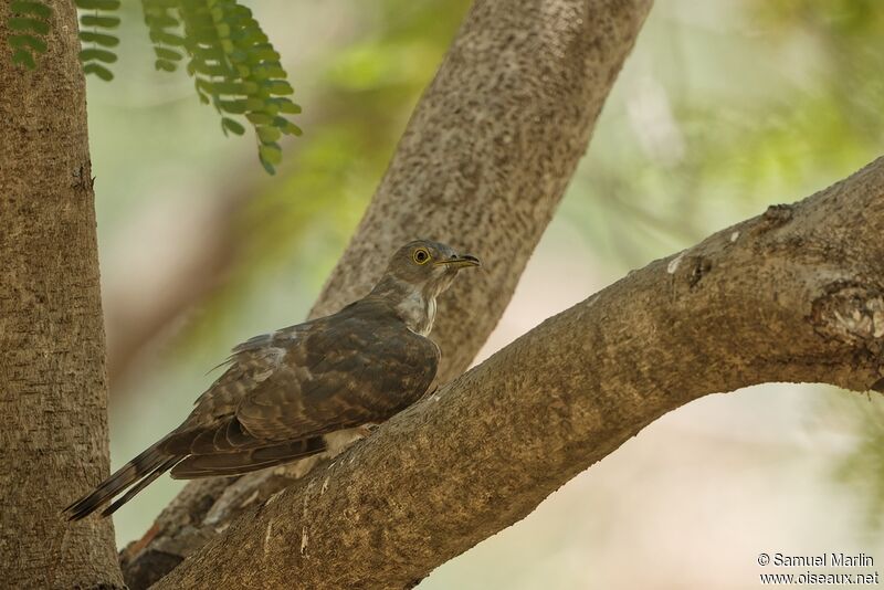 Common Hawk-Cuckooadult