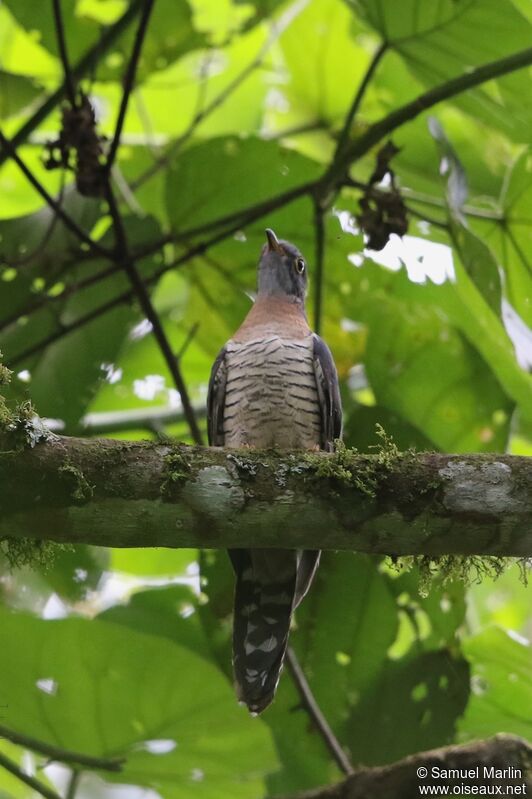 Red-chested Cuckooadult