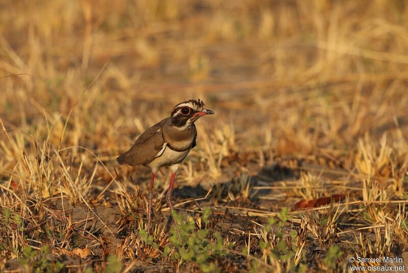 Bronze-winged Courseradult