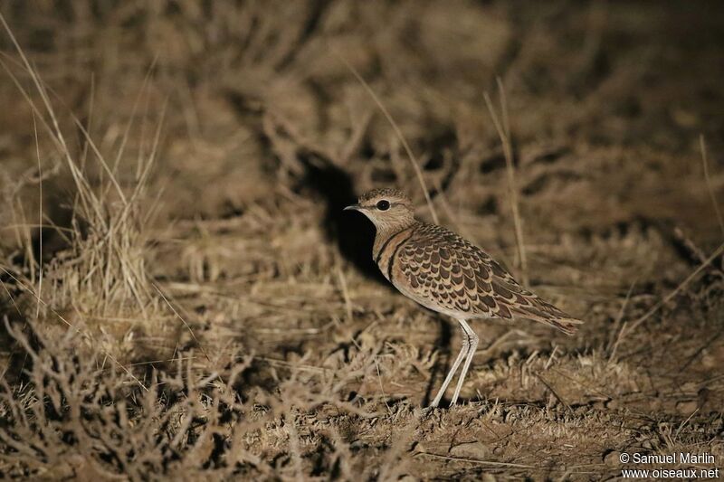 Double-banded Courseradult