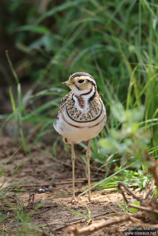 Three-banded Courseradult