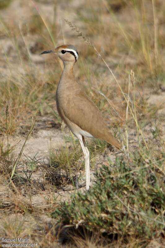 Courvite de Somalieadulte, identification