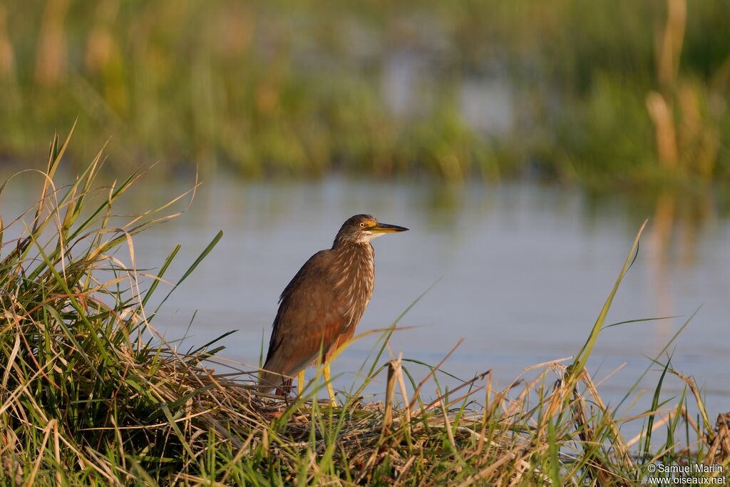 Rufous-bellied Heronadult