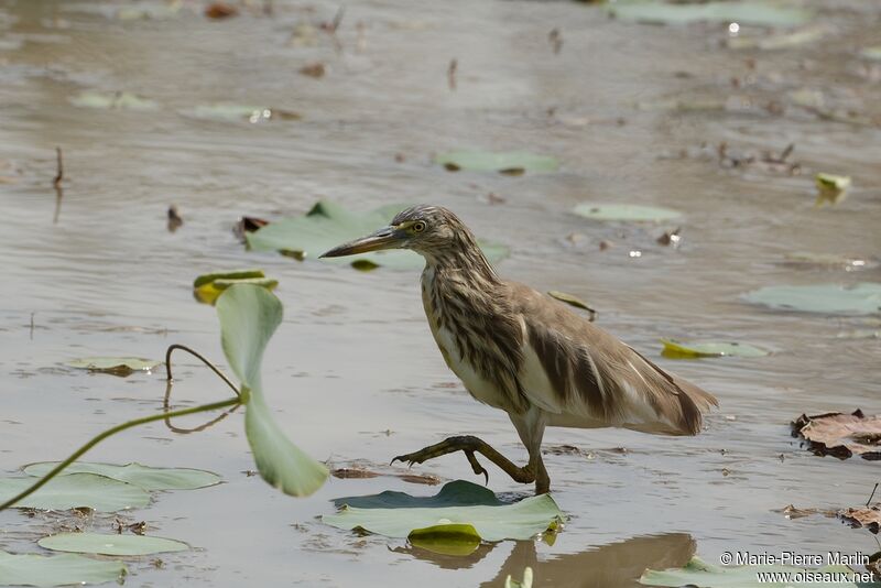 Indian Pond Heronadult